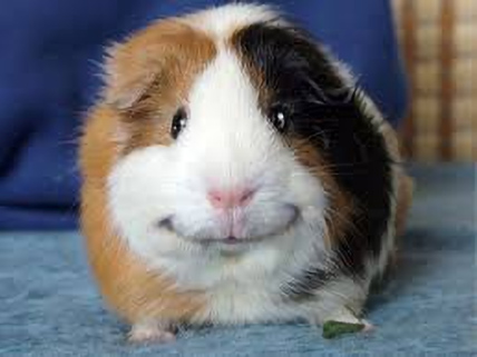 Guinea pig